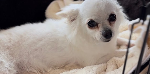 ホイップちゃん改善後の写真2